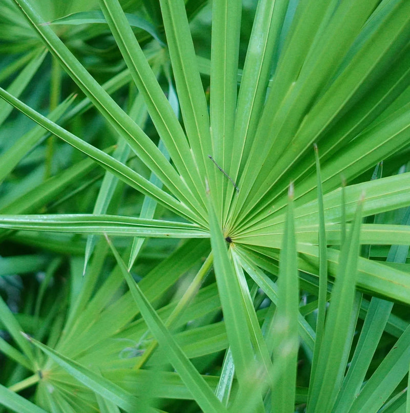 Palmier nain (Serenoa repens)
